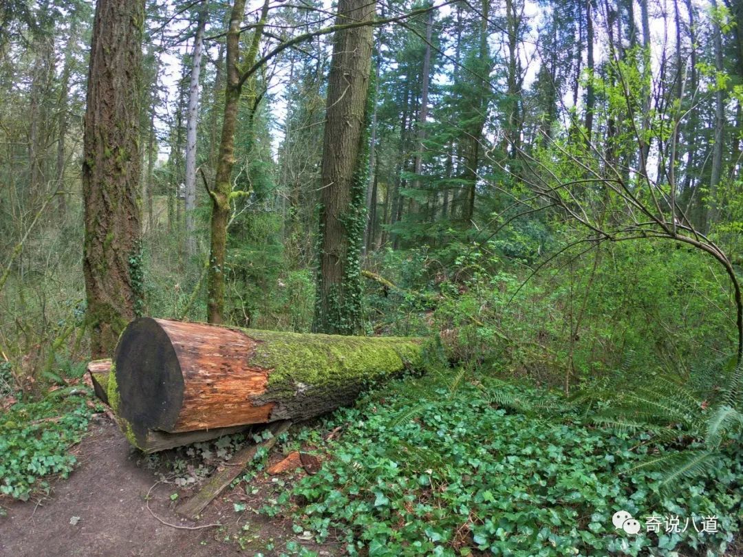 《暮光之城》拍摄地—波特兰