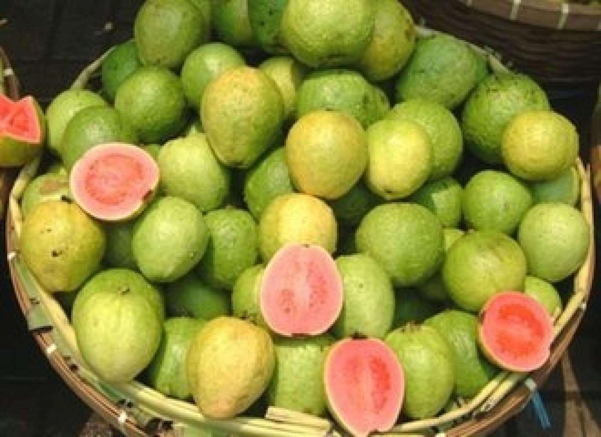 芭乐味道不错而且市场价格也不低农民可以试着种植