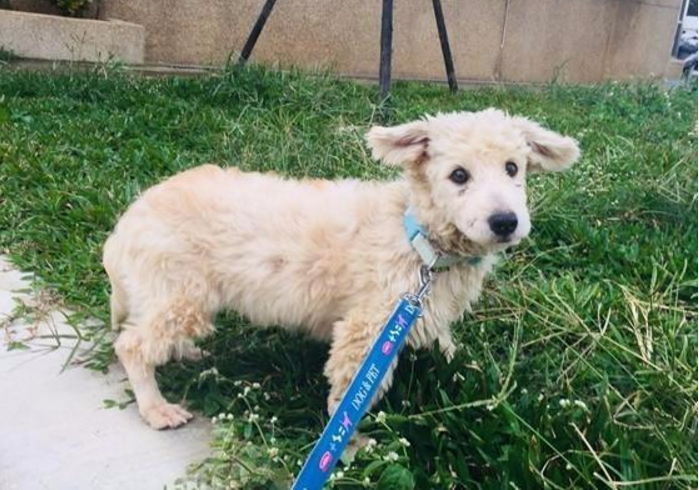 混血狗极像绵羊,差张嘴咩咩叫就变成羊