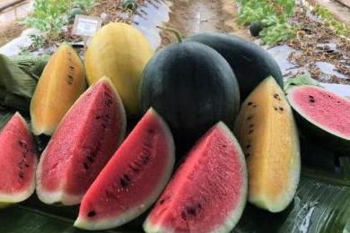 香港西瓜节即将开锣渔护署推介3个特色西瓜品种 手机新浪网