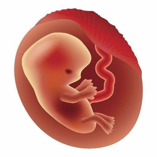 后前12周胎儿不仅忙着安营扎寨,还要忙着大脑以及身体各个器官的发育