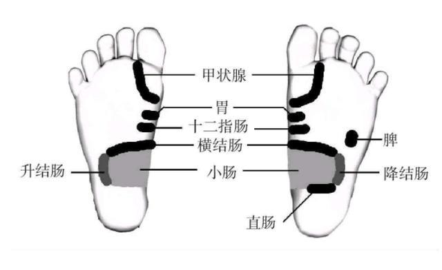 再着重按摩甲状腺反射区,另外肾上腺,脾,颈部淋巴,上下身淋巴反射区
