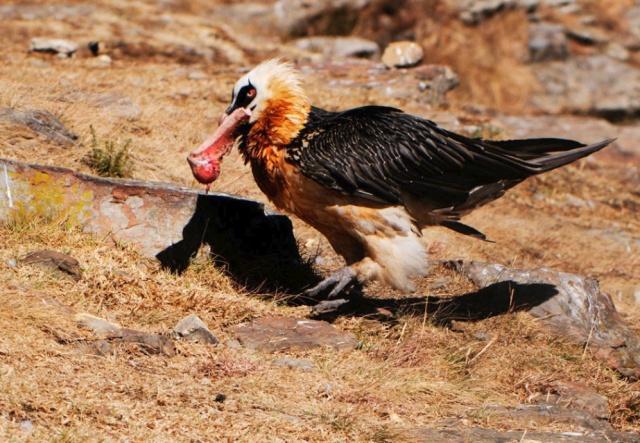 但是胡兀鹫这种鸟类的食物中,大型动物的骨头竟占了90%! 它是怎么吞