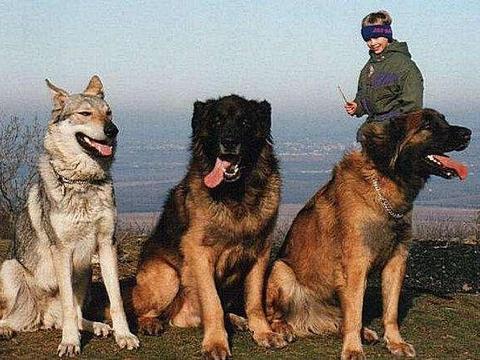 中国本土的4大“狼狗”,每只都帅气凛然!|狼犬|狗狗|长毛|昆明犬|工作犬_新浪新闻