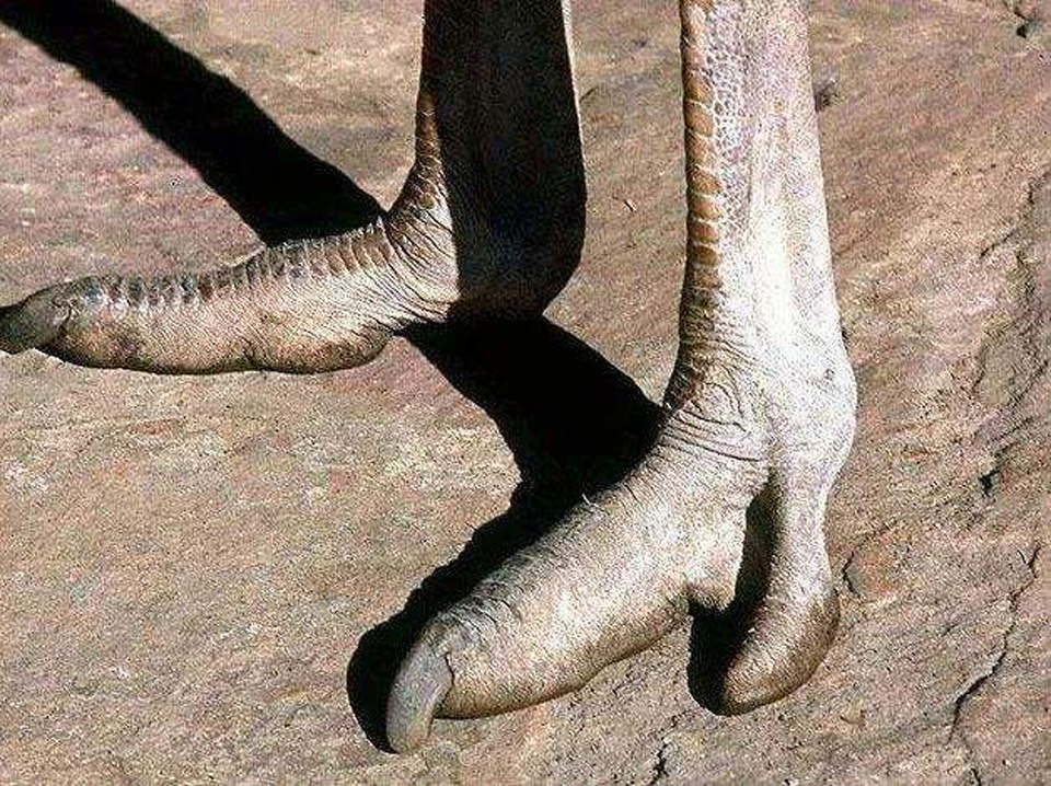 世界上腿最长的鸟体型比豹子还大为啥喜欢吃石子儿