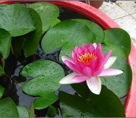 夏天正是睡莲生长旺期为何开花小又少这几点你注意了吗