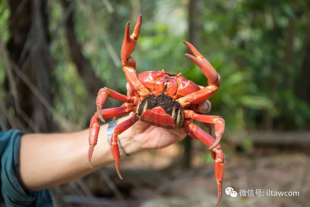 治愈系动物圣诞岛红蟹