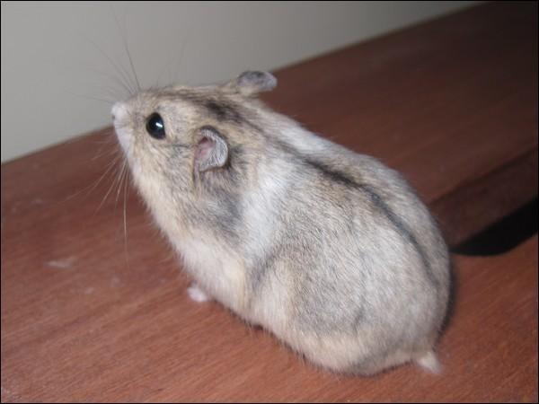 2,加卡利亚仓鼠:加卡利亚仓鼠俗称三线鼠或趴趴鼠,它对人非常的友好