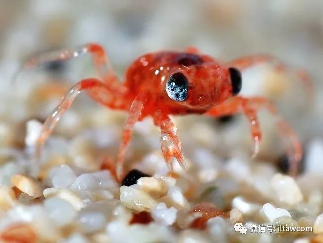 圣诞岛红蟹主要是吃落下的叶跟花为生,但偶尔也会