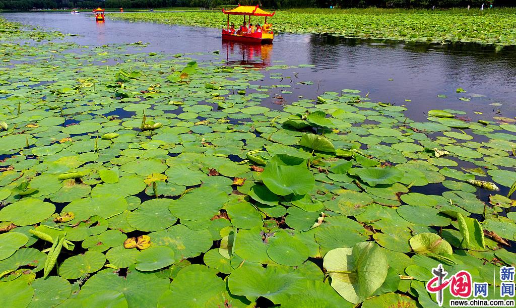 沈阳最大荷花湖东湖进入观赏季荷叶连天碧水长