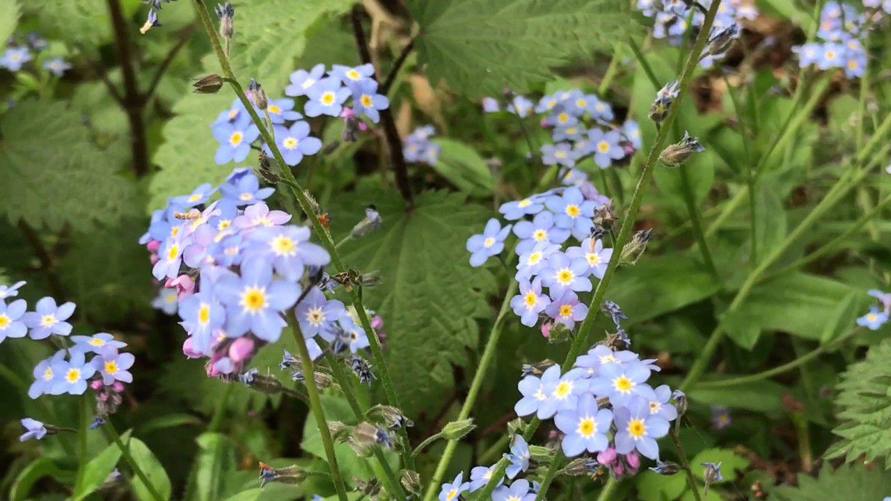 勿忘我花怎么养(勿忘我植物怎么养)