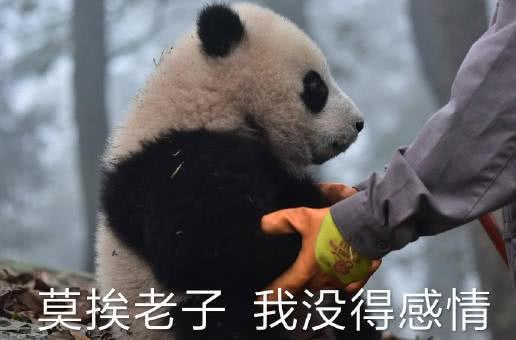 最近戏精大熊猫火了莫挨得老子老子是一个没得感情的杀手