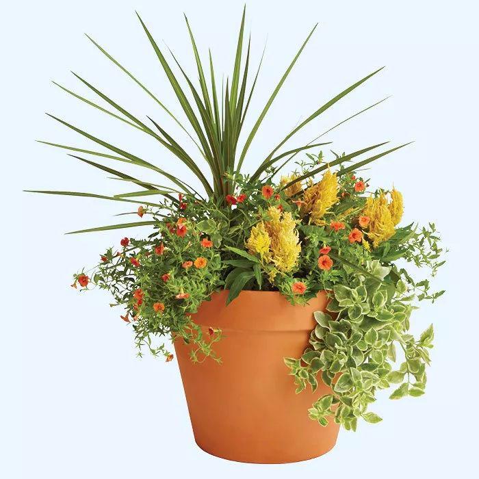 10个创意的组合盆栽养一盆就能变成植物景观阳台上也能养好