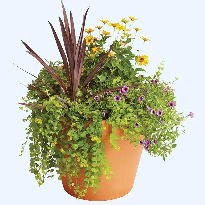 10个创意的组合盆栽养一盆就能变成植物景观阳台上也能养好