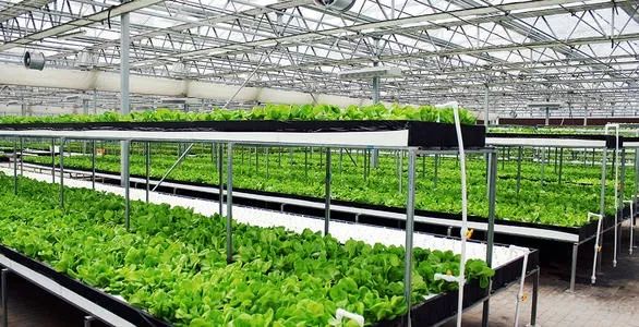 led植物工厂:中国有了自己的最高级农业