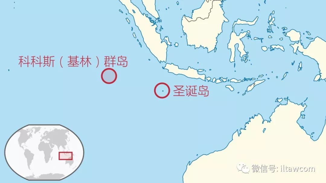 治愈系动物圣诞岛红蟹