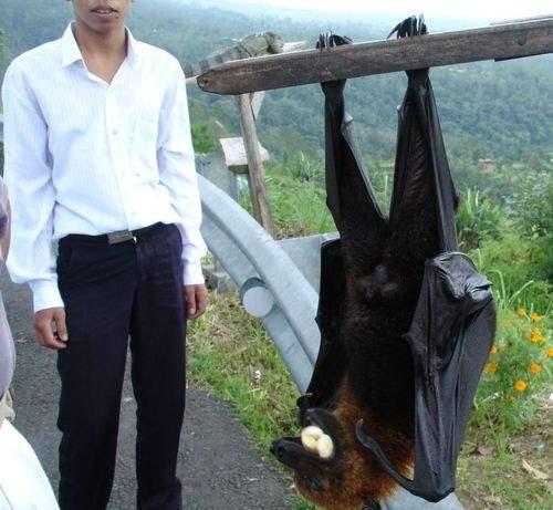 世界上最大的蝙蝠,翼展起八米,喜爱洗澡