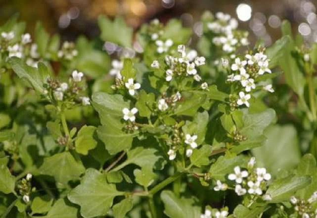 野外这植物名叫碎米荠曾是70年代的野菜如今可以药食两用