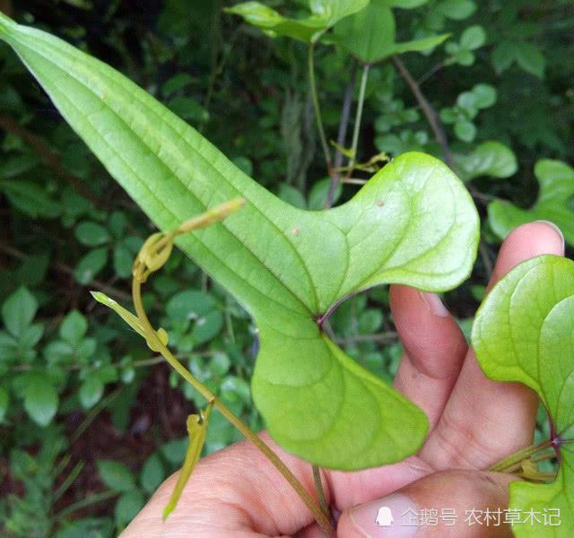人称"穿龙薯蓣",山里遇见,请尽量少挖,因为价值太珍贵了