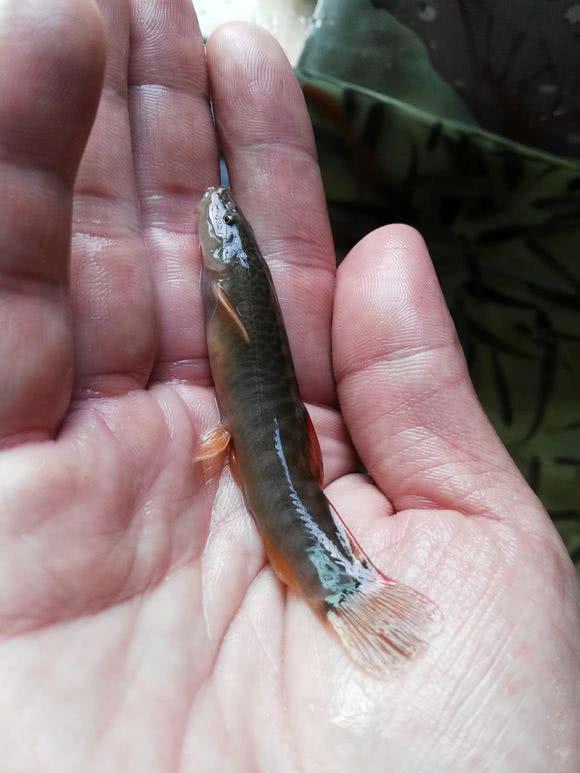 河道退水过后,有一种鱼开始泛滥了,红色的尾巴很值钱