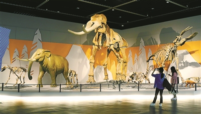 追寻从鱼到人的生命之旅 宁波博物馆暑期开设自然科普特展