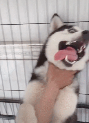 哈士奇被主人锁喉,抱着视死如归的决心,沙雕狗就是沙雕狗