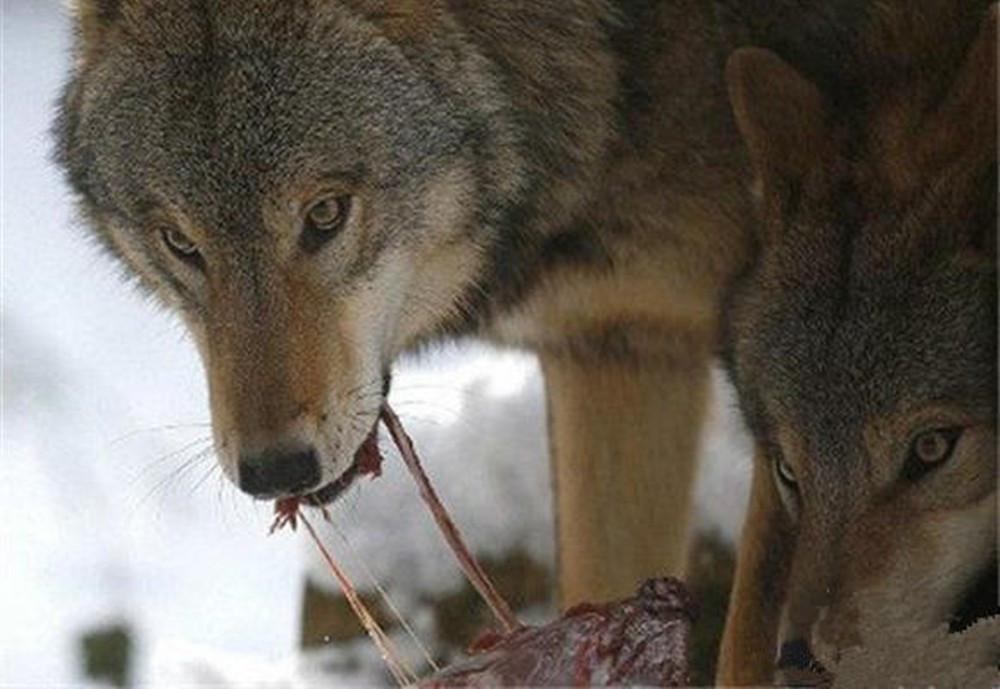 狼见男子开始啃食生肉,于是这几只狼纷纷围了过来,都开始进食,撕咬着