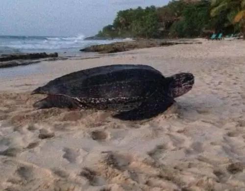 新人在海边举行婚礼,突然出现不明生物,新郎吓坏,新娘开心!休闲区蓝鸢梦想 - Www.slyday.coM 新人在海边举行婚礼,突然出现不明生物,新郎吓坏,新娘开心!休闲区蓝鸢梦想 - Www.slyday.coM