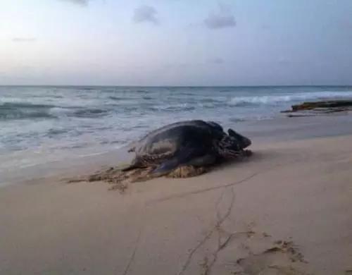 新人在海边举行婚礼,突然出现不明生物,新郎吓坏,新娘开心!休闲区蓝鸢梦想 - Www.slyday.coM 新人在海边举行婚礼,突然出现不明生物,新郎吓坏,新娘开心!休闲区蓝鸢梦想 - Www.slyday.coM