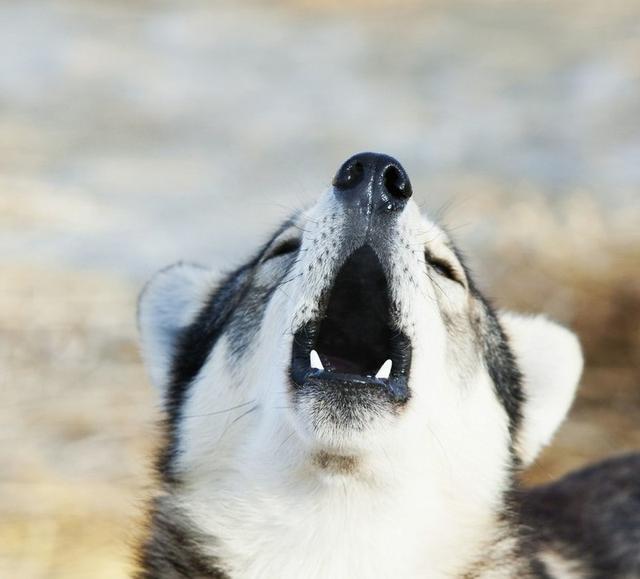 哈士奇嚎叫,被邻居贴纸条,网友:邻居做的