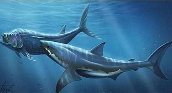 成年白垩刺甲鲨的体型和剑射鱼相当,有些体型甚至更加庞大,剑射鱼当然