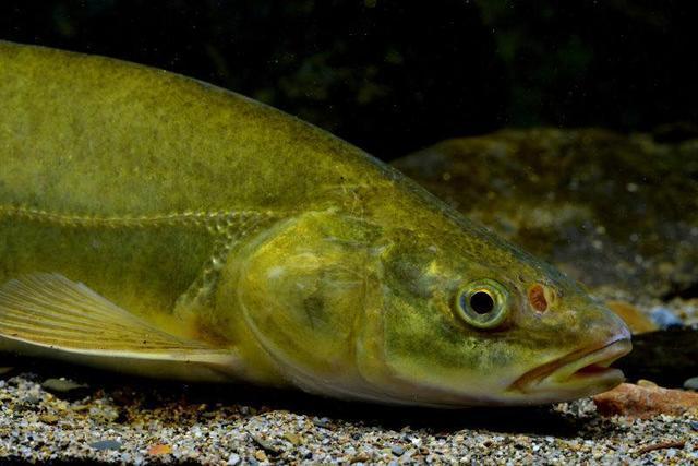 这种鱼曾经被疯狂捕捞救了上万青海人,如今被保护谁吃谁违法