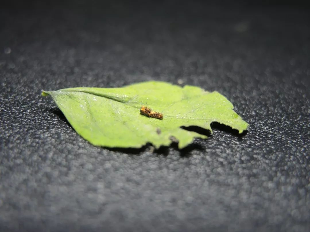 把"鸟屎"养成蝴蝶,大家可真会玩!