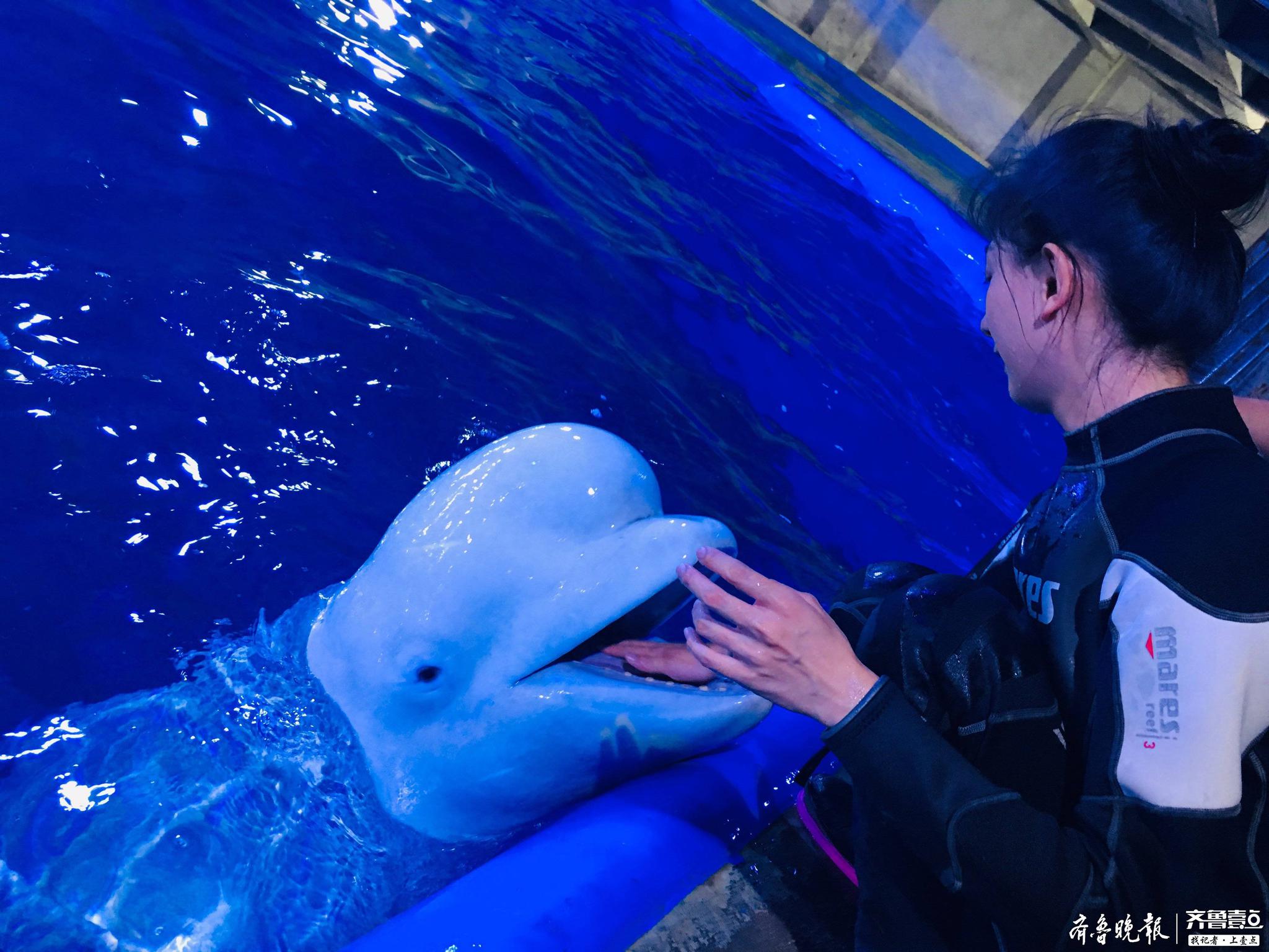 记者化身白鲸驯养师,下水体验高温下"冷"职业