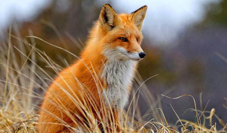 老汉救只狐狸,托梦将女儿嫁穷小子,数年后大富大贵