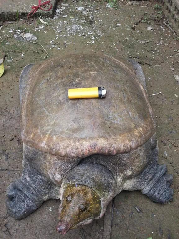 女商贩收购一只55公斤的野生甲鱼,现已3万元的价格卖出