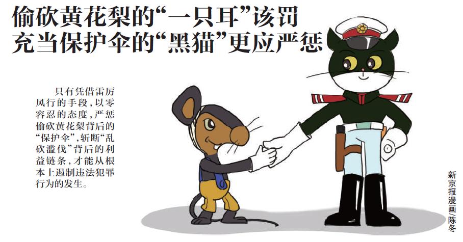 "一只耳"偷砍黄花梨该罚,"黑猫"充当保护伞更应严惩|黑猫警长|五指山