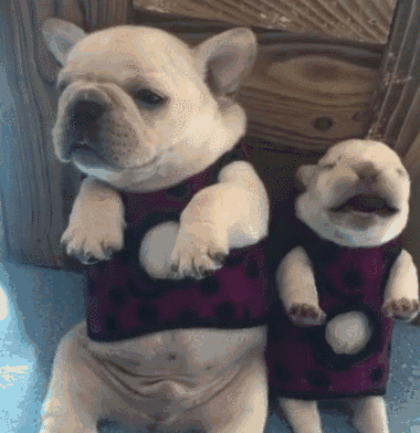 380_392gif 动态图 动图