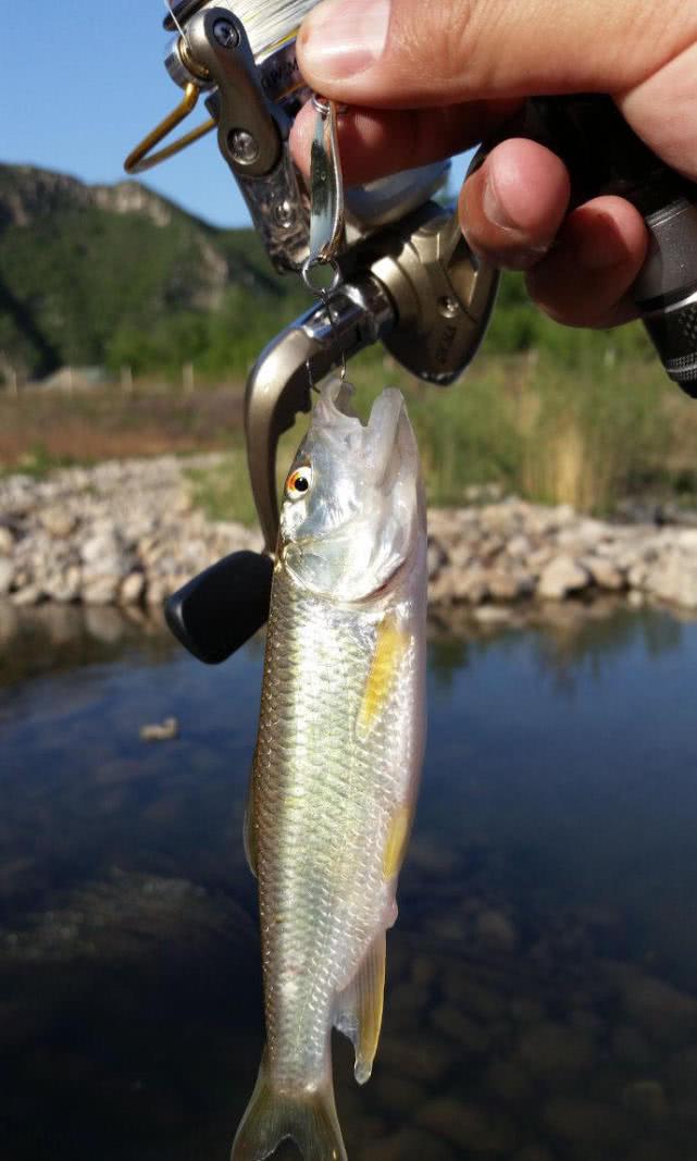 这种鱼的嘴很大像马的嘴婆的叫叉口婆公的叫红翅公