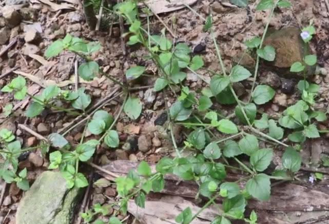 农村稻田里常有的杂草俗称四方草摘一把来煎水喝清热利湿