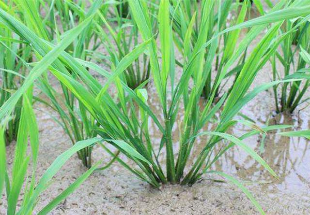 关于水稻分蘖期不分蘖的情况,往年小帮手都听过一些农户反应,原因有