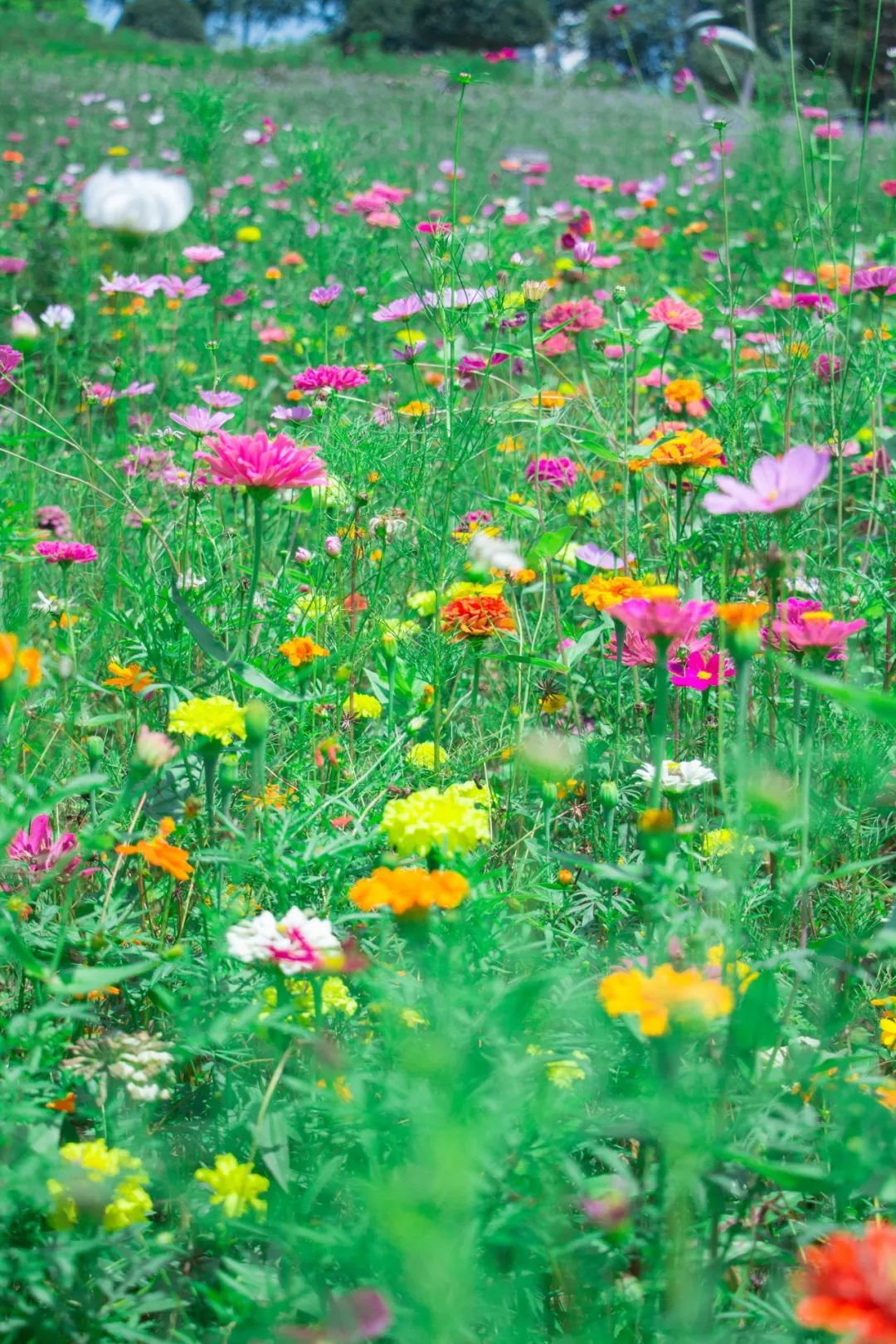 冰淇淋色?还开着10000平米花海?