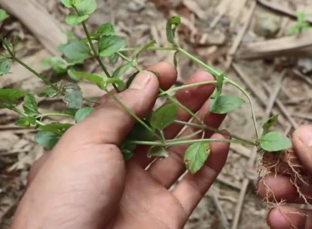 农村稻田里常有的杂草俗称四方草摘一把来煎水喝清热利湿