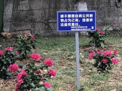 一月不到"丢"了200株 景观花卉拴钢丝防"采花大盗"
