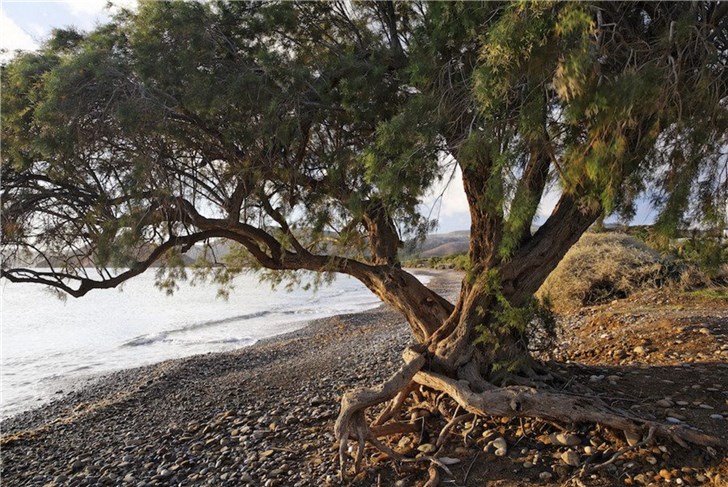 支付宝蚂蚁森林新树种红柳上线比花棒还好看