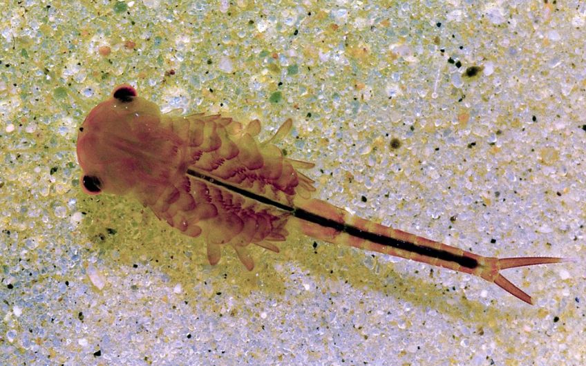 我们通常用「仙女虾」指代鳃足纲无甲目下的部分节肢动物,目前发现了