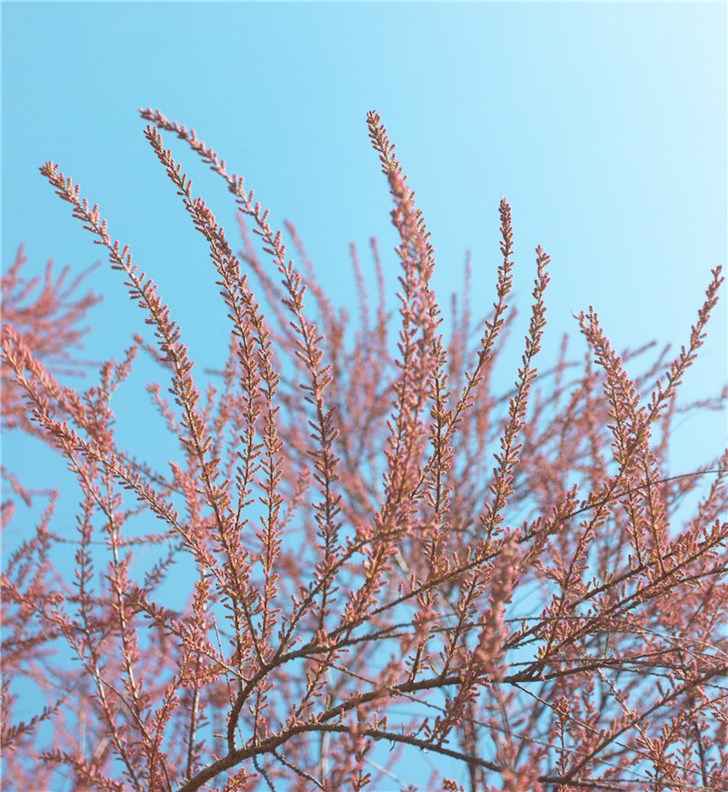 支付宝蚂蚁森林新树种红柳上线比花棒还好看