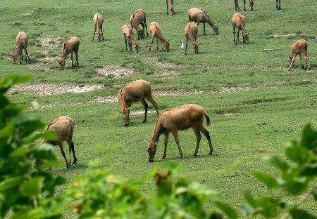 黃渤海溼地憑啥能成世界遺產?那裡光這種珍稀動物就生活著數千頭