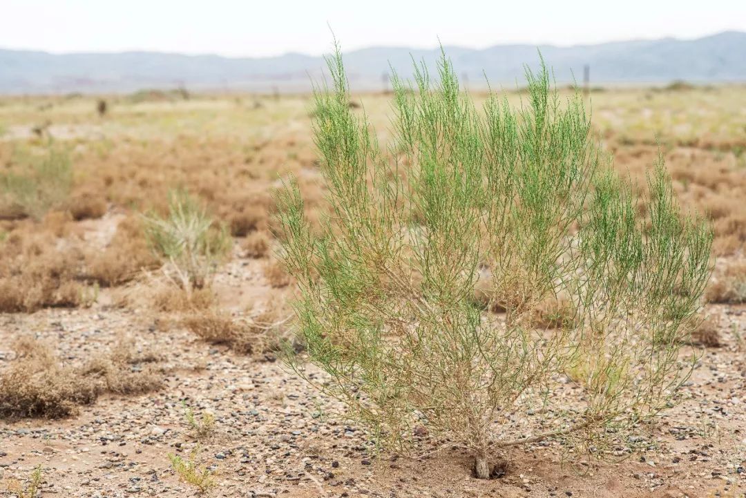 起早贪黑"云植树"!你真的了解蚂蚁森林中你种下的梭梭树吗?