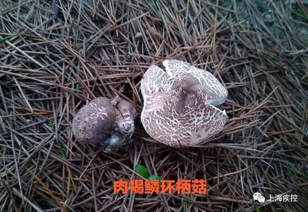 肉褐鳞环柄菇中毒类型图片